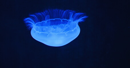 Moon jellyfish medusa, saucer jelly floating in the dark aquarium. Family Ulmaridae. Close-up....
