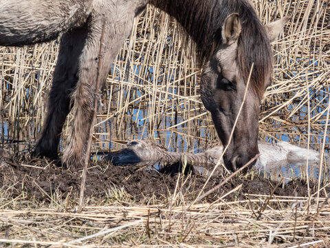 Female of the semi-wild Polish Konik horse next to her newborn baby foal minutes after giving birth in river water in floodland meadow in spring
