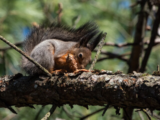 Close-up shot of the Red Squirrel (Sciurus vulgaris) with summer orange and brown coat sitting on a tree branch and holding in paws a pine cone in sunlight