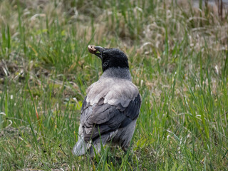 The hooded crow (Corvus cornix) standing in green grass in summer. Wildlife scenery