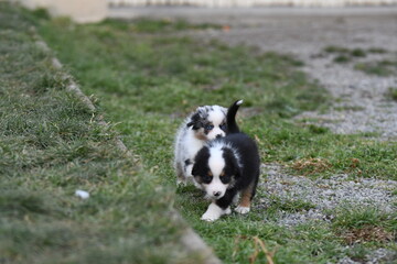 Chiot de race berger australien dans un élevage