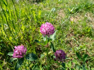Close up shot of blooming red clover (Trifolium pratense) in green meadow in bright sunlight in summer