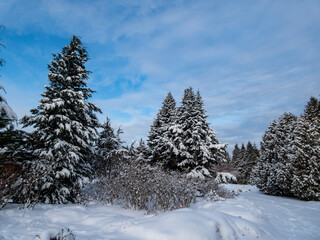 Winter scenery. Big trees completely covered with large amount of snow in a park with blue contrasting sky in background