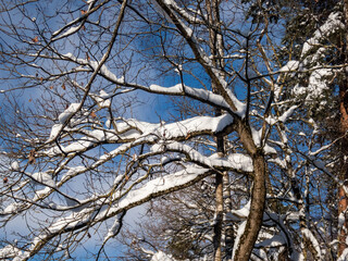 Tree with branches under large amount of snow in winter with sun shining through trees in a snowstorm
