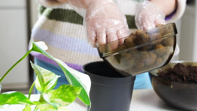a woman pours drainage stones and soils into pots to houseplant sprouts. 