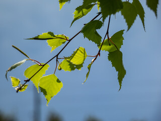Close-up shot of a branch of a birch tree with green leaves in sunlight in spring with contrasting blue sky in background