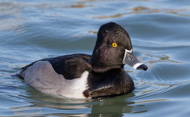 Ring-necked duck (Aythya collaris) male overwintering in Houston, Texas.