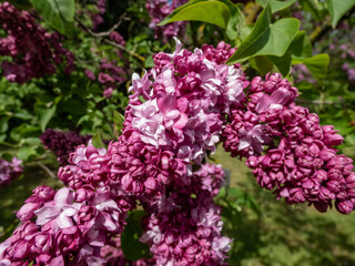 Fototapeta na wymiar Common Lilac (Syringa vulgaris) 'President Poincare' blooming with violet-lavender double flowers that emerge from burgundy buds in showy panicles