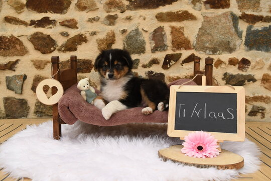 Chiot de race berger australien et am&eacute;ricain dans la nature