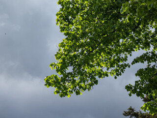 Branches of a tree with bright green leaves in spring with contrasting dark blue sky