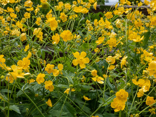 Yellow flower of Woolly buttercup (ranunculus lanuginosus) with five glossy petals and many stamens in bright sunlight. Yellow floral background