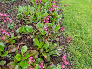 Close-up of the pink to purplish-red flower of the purple bergenia (Bergenia purpurascens) blooming in spring