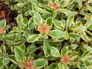 Orange Stonecrop (Sedum kantschaticum) 'Variegatum' - low growing, mat-forming perennial with fleshy, spoon-shaped leaves delicately margined with white blooming with starry flowers