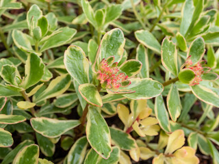 Orange Stonecrop (Sedum kantschaticum) 'Variegatum' - low growing, mat-forming perennial with fleshy, spoon-shaped leaves delicately margined with white blooming with starry flowers