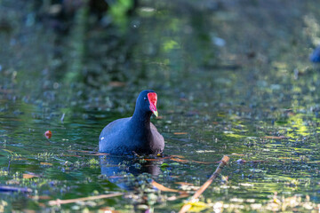moorhen in swamp