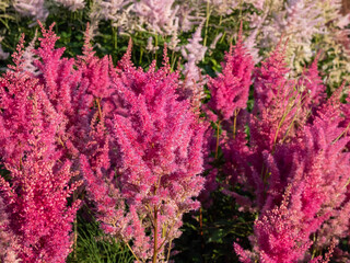 Hybrid Astilbe, False Spirea (Astilbe x arendsii) 'Gloria Purpurea' blooming with plumes of fluffy, rose red flowers over divided, dark purple leaves