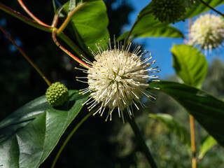 Flowering plant buttonbush, button-willow or honey-bells (Cephalanthus occidentalis) blooming in summer. Macro shot of flower arranged in dense spherical inflorescence
