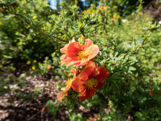 Shrubby Cinquefoil (Pentaphylloides or Potentilla fruticosa) 'Red robin' with small leaves composed of five leaflets and red flowers, pale yellow on the reverse, in summer and autumn