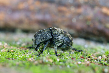 Anthribus nebulosus on wood, macro photo. It is a species of fungus weevil, family Anthribidae, found in Europe, Near East and Northern Asia and introduced species in North America.