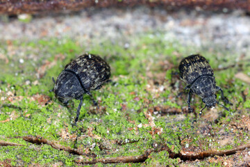 Anthribus nebulosus on wood, macro photo. It is a species of fungus weevil, family Anthribidae, found in Europe, Near East and Northern Asia and introduced species in North America.