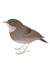 illustration of a bird - Lesser Ground Robin