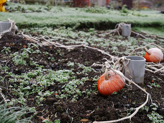 Pumpkins on cold winter day grow in the garden