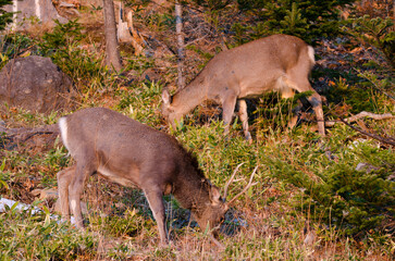 Pair of sika deer Cervus nippon yesoensis grazing. Shiretoko National Park. Shiretoko Peninsula. Hokkaido. Japan.