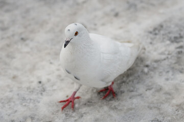 Selective focus photo. White pigeon on snow covered pavement.