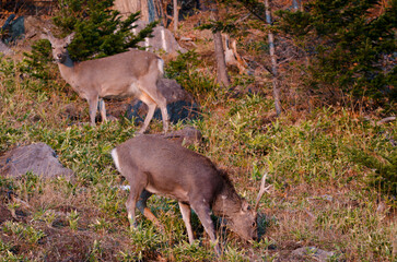 Obraz na płótnie Canvas Pair of sika deer Cervus nippon yesoensis. Shiretoko National Park. Shiretoko Peninsula. Hokkaido. Japan.