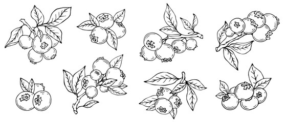 Linear sketches of blueberry branches with wild berries and foliage.Vector graphics. © Катерина Якубович