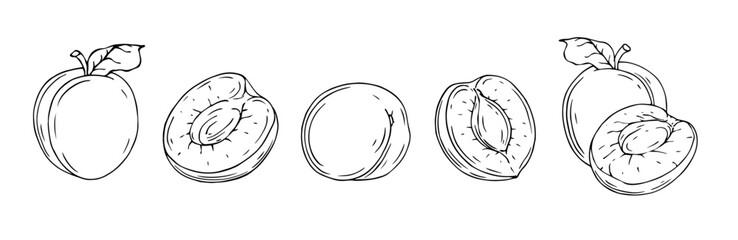 Linear sketches of apricot fruits and pieces of summer fruits.Vector graphics.
