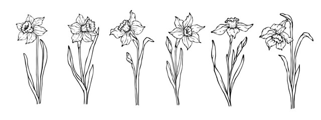 Set of linear sketches of flowers and buds of spring narcissus.Vector graphics.