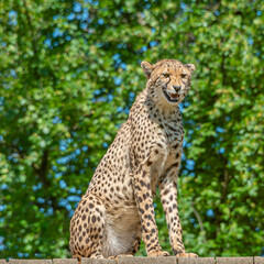Portrait of strong and fast African cheetah