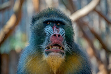 Portrait of big colorful and curious African mandrill, an alpha male at observing pose, closeup, details