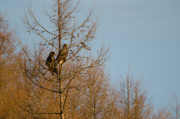 Young Steller's sea eagles Haliaeetus pelagicus on a tree. Kiyosato. Hokkaido. Japan.