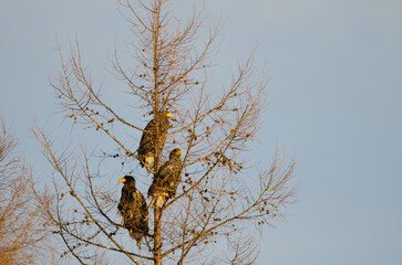 Young Steller's sea eagles Haliaeetus pelagicus on a tree. Kiyosato. Hokkaido. Japan.