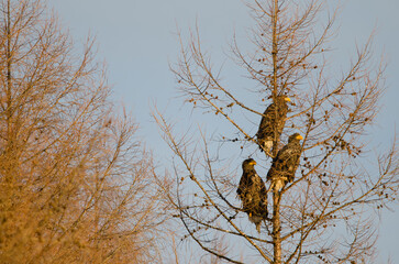 Young Steller's sea eagles Haliaeetus pelagicus on a tree. Kiyosato. Hokkaido. Japan.
