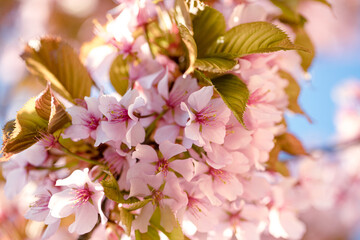 Pink sakura flowers close up, macro photo