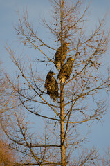 Young Steller's sea eagles Haliaeetus pelagicus on a tree. Kiyosato. Hokkaido. Japan.