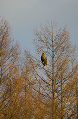 Young Steller's sea eagle Haliaeetus pelagicus on a tree. Kiyosato. Hokkaido. Japan.