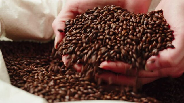 Dry black golden barley coffee beans malt close-up. Craft beer production. Ripe wheat grains texture. Brewery concept. Harvesting and farming, grocery. 