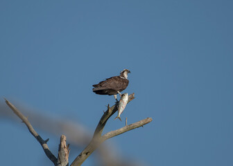 Osprey