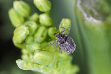 Ceutorhynchus pallidactylus (formerly quadridens) Cabbage Stem Weevil is beetle from family Curculionidae. This is pest of oilseed rape (canola) plants.