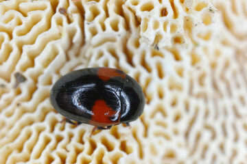 Pleasing,  Erotylid fungus beetle (Tritoma bipustulata), imago.