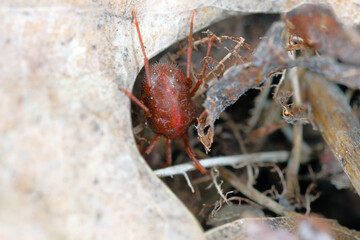 Erythraeus sp., family Erythraeidae, predatory mite looking for prey in the forest litter.