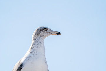 seagull portrait up close bird 