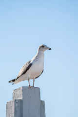 seagull portrait up close bird 