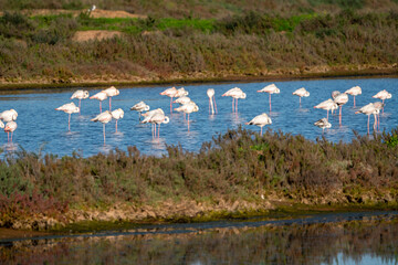 Flamingo birds in the water in Ria de Formosa 
