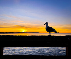 Seagull on Ventura Pier 