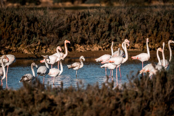 Naklejka premium Flamingo birds in the water in Ria de Formosa 